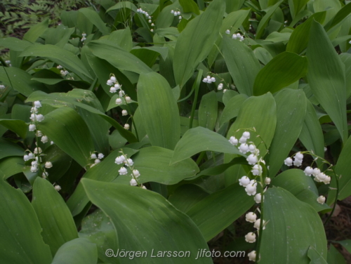 Liljekonvalj Lily of the Valley Stockholm Sweden