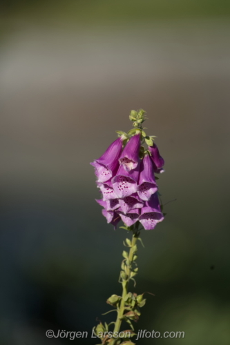 Digitalis  Fingerborgsblomma, foxgloveFlowers Blommor Sverige Sweden