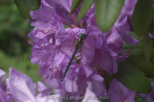 Mosaikslända Trollslända dragonfly  Sverige Sweden