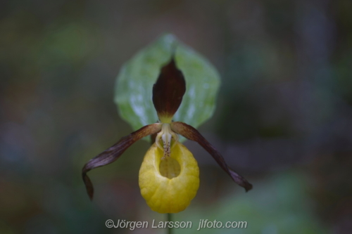 Guckusko Cypripedium calceolus  Jämtland Sverige Sweden