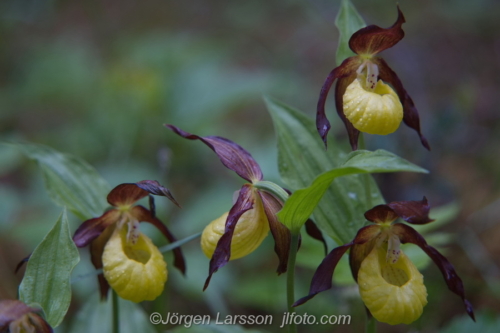 Guckusko Cypripedium calceolus  Jämtland Sverige Sweden