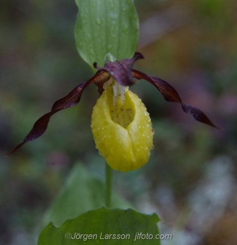 Guckusko Cypripedium calceolus  Jämtland Sverige Sweden