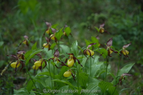 Guckusko Cypripedium calceolus  Jämtland Sverige Sweden