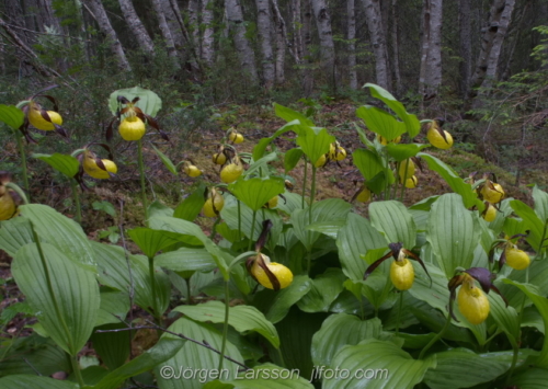 Guckusko Cypripedium calceolus  Jämtland Sverige Sweden