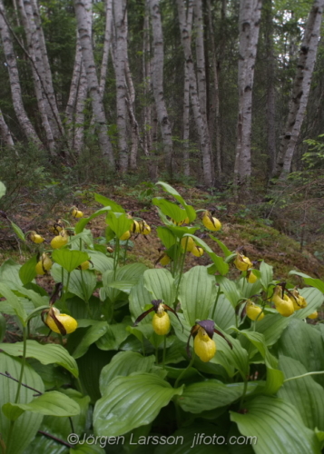 Guckusko Cypripedium calceolus  Jämtland Sverige Sweden