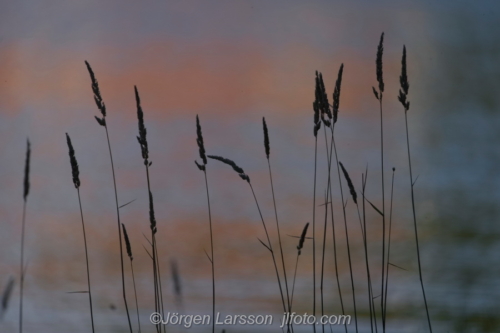 Grässtrån Grass Sverige Sweden