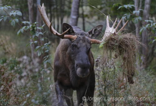 Moose Bull Gnesta Södermanland Sweden