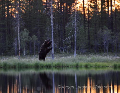  Bear Finland