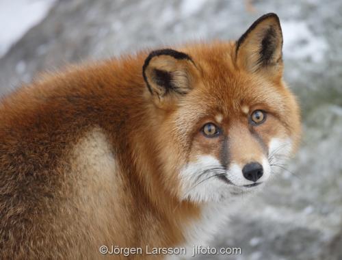 Fox  Red Fox  Sodermanland Sweden