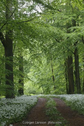 Skane Spring Sweden 