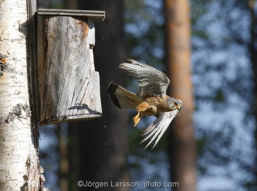  Common Kestrel Falco tinnunculus Bird of preyBoden Vasterbotten Sweden