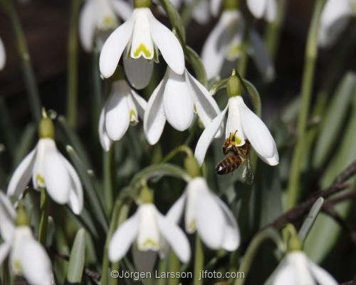 Snowdrops  Stockholm Sweden