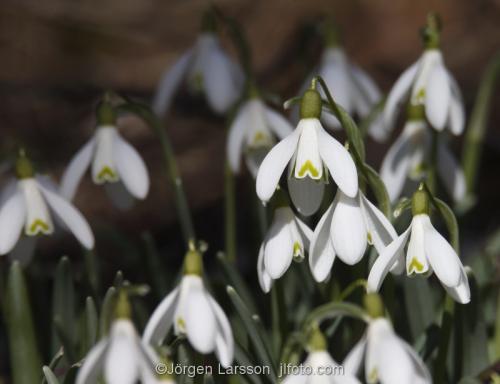 Snowdrops  Stockholm Sweden