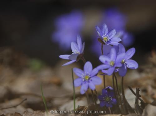 Blue anemorte  anemone_hepatica  spring