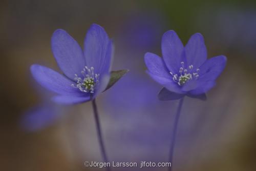 Blue anemorte  anemone_hepatica  spring