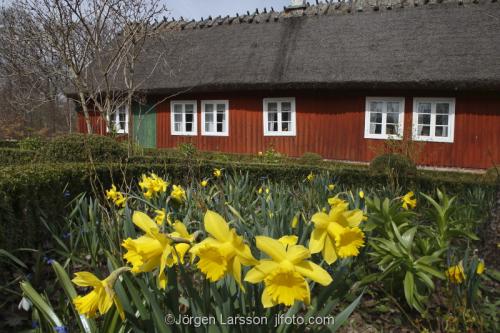 Daffodil and farmers house  Skansen Stockholm Sweden