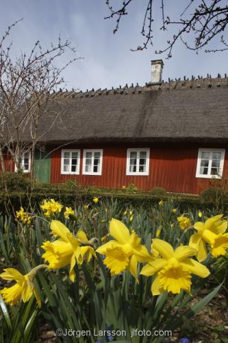 Daffodil and farmers house  Skansen Stockholm Sweden