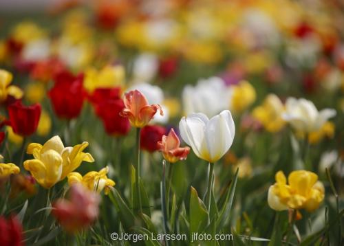 Tulips Stockholm Sweden