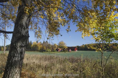 Grodinge Sodermanland Sweden  field acer Hous 