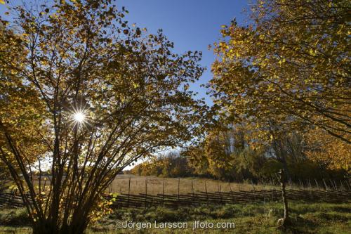 Grodinge Sodermanland Sweden  fence auttumn trees 