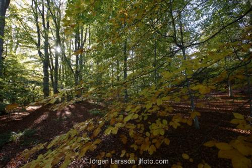 Birchtrees forrest autumn Morko Sodermanland Sweden 