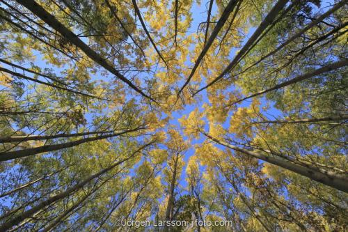 trees autumn 