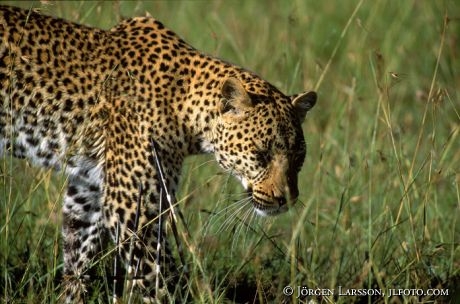 Skadad Leopard Masai Mara Kenya