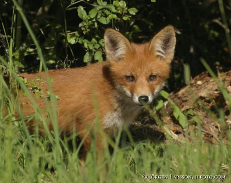 Red Fox vulpes vulpes
