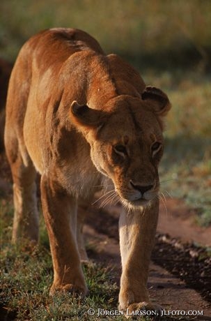 Lejon Masai Mara Kenya