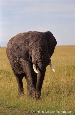 Elefant Masai Mara Kenya