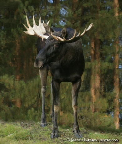 Moose Halsingland