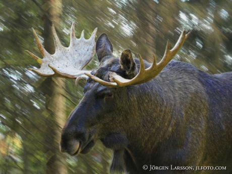 Moose running