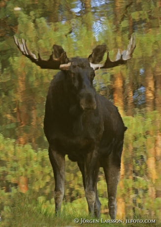 Moose  reflection in water