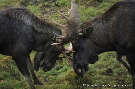 Moose fighting
