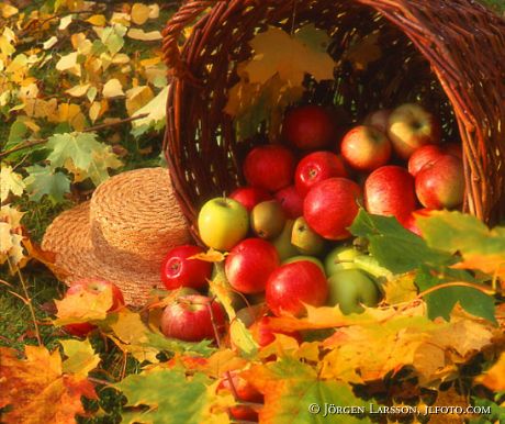 Apples Autumnleaves