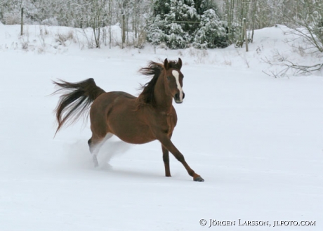 Arab mare snow gallop