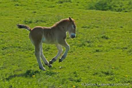 Swedish Ardennes foal