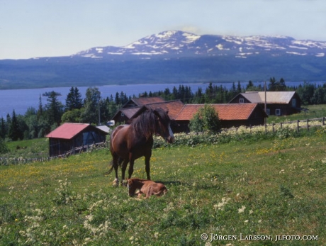 Hästar vid Kall Åreskutan i bakgrunden