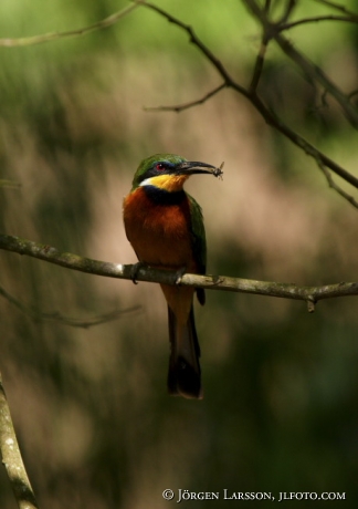 Common-chested Bee-eater