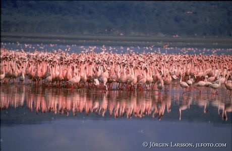 Flamingo Lake Nakuru Kenya
