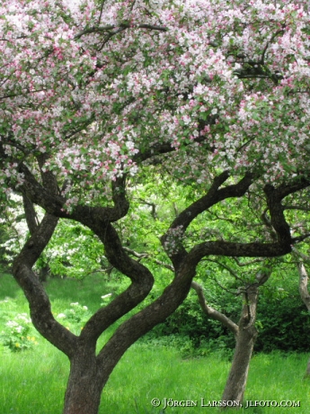 Fruitthree blossom 