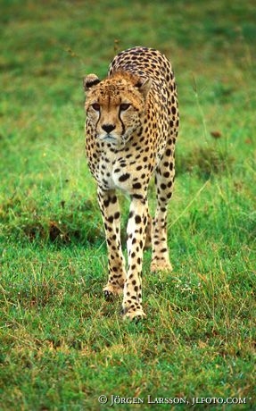 Gepard Masai Mara Kenya