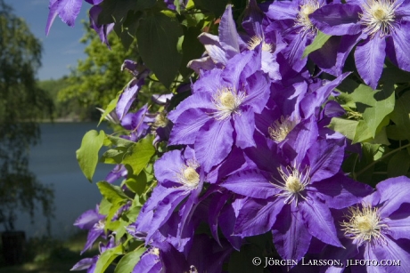 Clematis