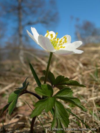 Anemone nemorosa