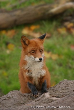 Red Fox  Uppland
