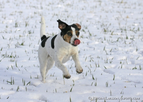 Running dog