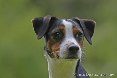 Danish/swedish dog whelp