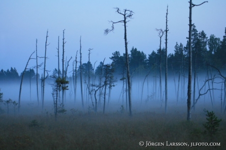 Misty   Halsingland Sweden