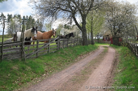 Horses at Djursdala Smaland Sweden