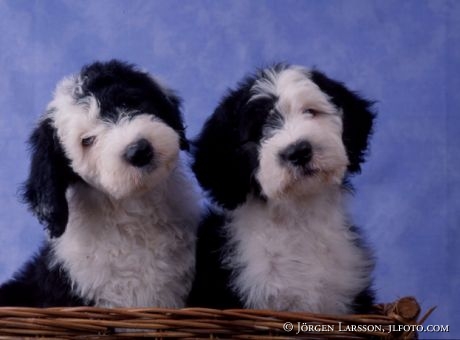 Old English Sheepdog